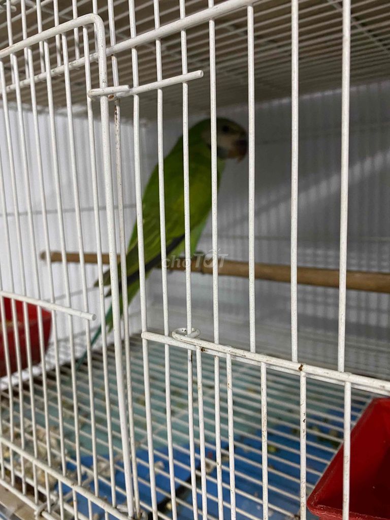 Chim cảnh trống màu xanh lá. Mua bán Chim tại Huyện Bình Chánh Tp Hồ Chí Minh được đăng bởi Bách hoá Bird hình 1