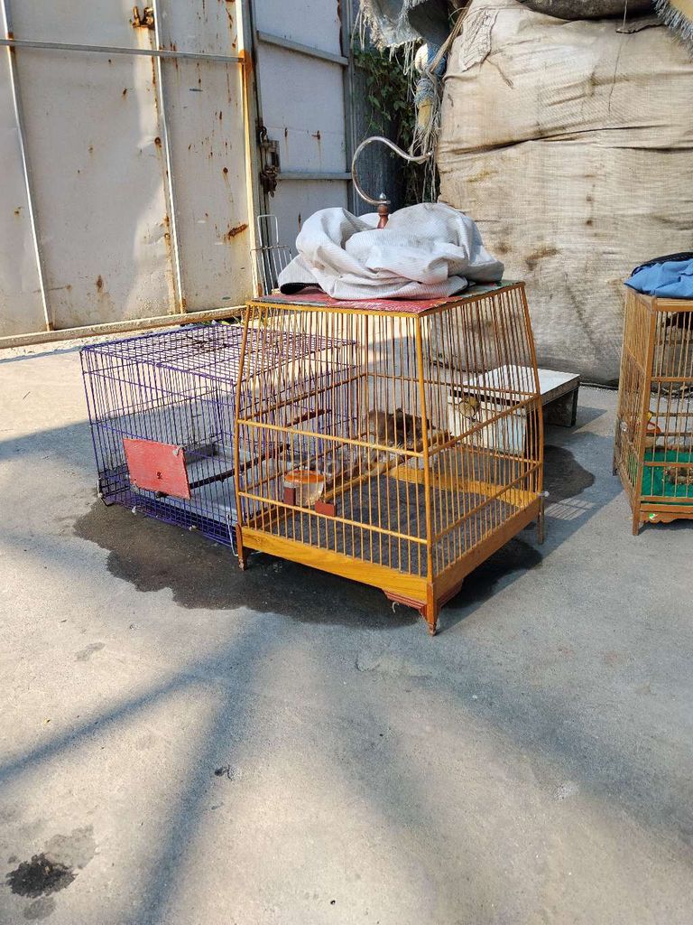 Chim quành hoạch mới bắt dc cám cứng tấm nhanh. Mua bán Chim tại Huyện Bình Chánh Tp Hồ Chí Minh được đăng bởi khánh vân hình 1