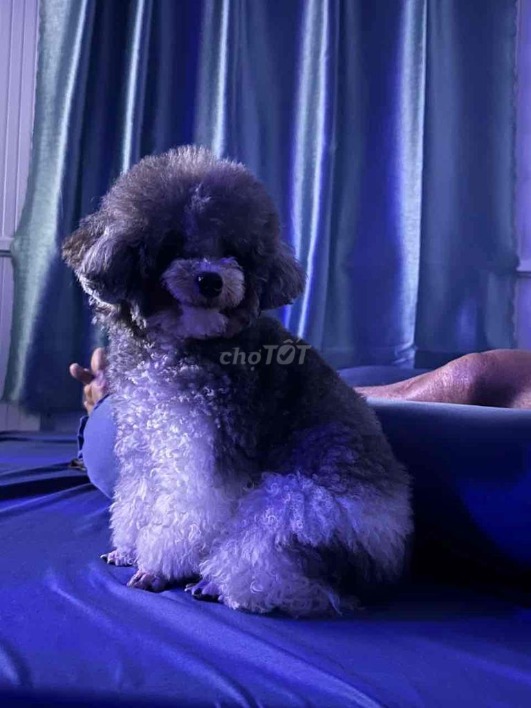 cần tìm bát mới cho poodle teacup màu hiếm.