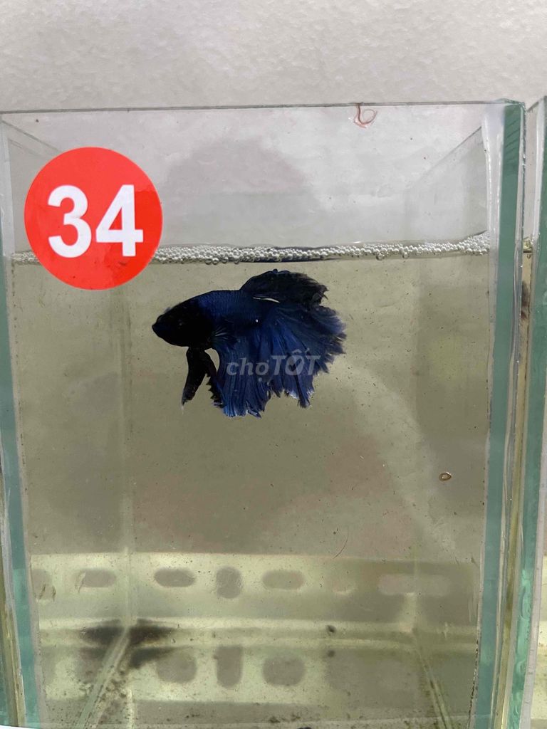 Cá Betta HaflMoon giá rẻ. Mua bán Thú cưng khác tại Quận 8 Tp Hồ Chí Minh được đăng bởi Phúc Nguyễn hình 5