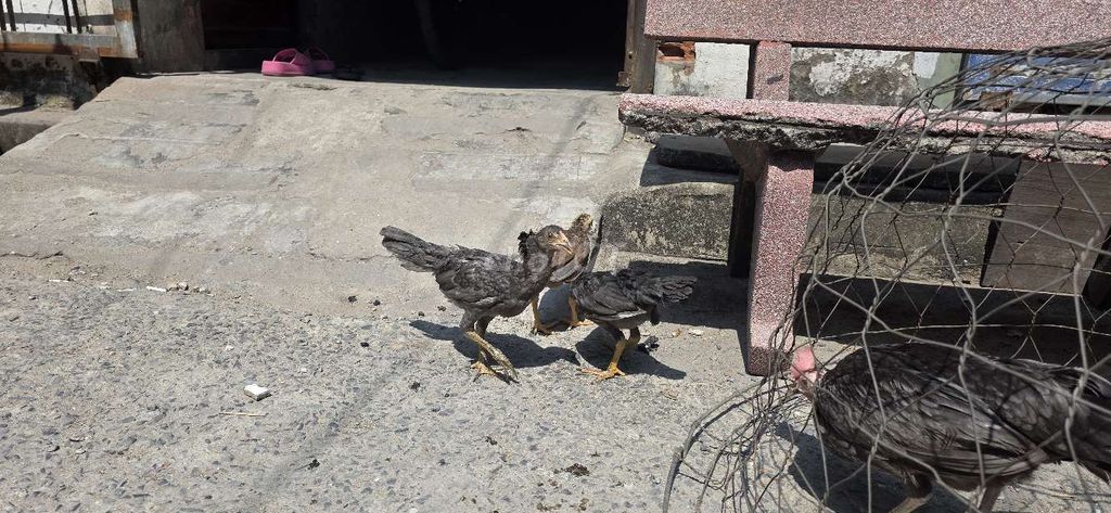 Bầy mái cuban. Mua bán Gà tại Huyện Bình Chánh Tp Hồ Chí Minh được đăng bởi Nhân Gà Tre hình 1