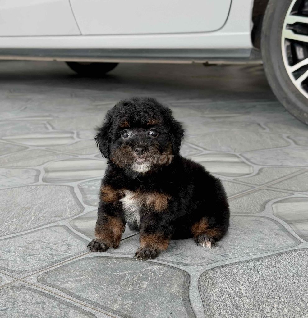 Chó Poodle Cái Đen đã tiêm phòng. Mua bán Chó tại Thành phố Rạch Giá Kiên Giang được đăng bởi Nguyễn Phước An hình 1
