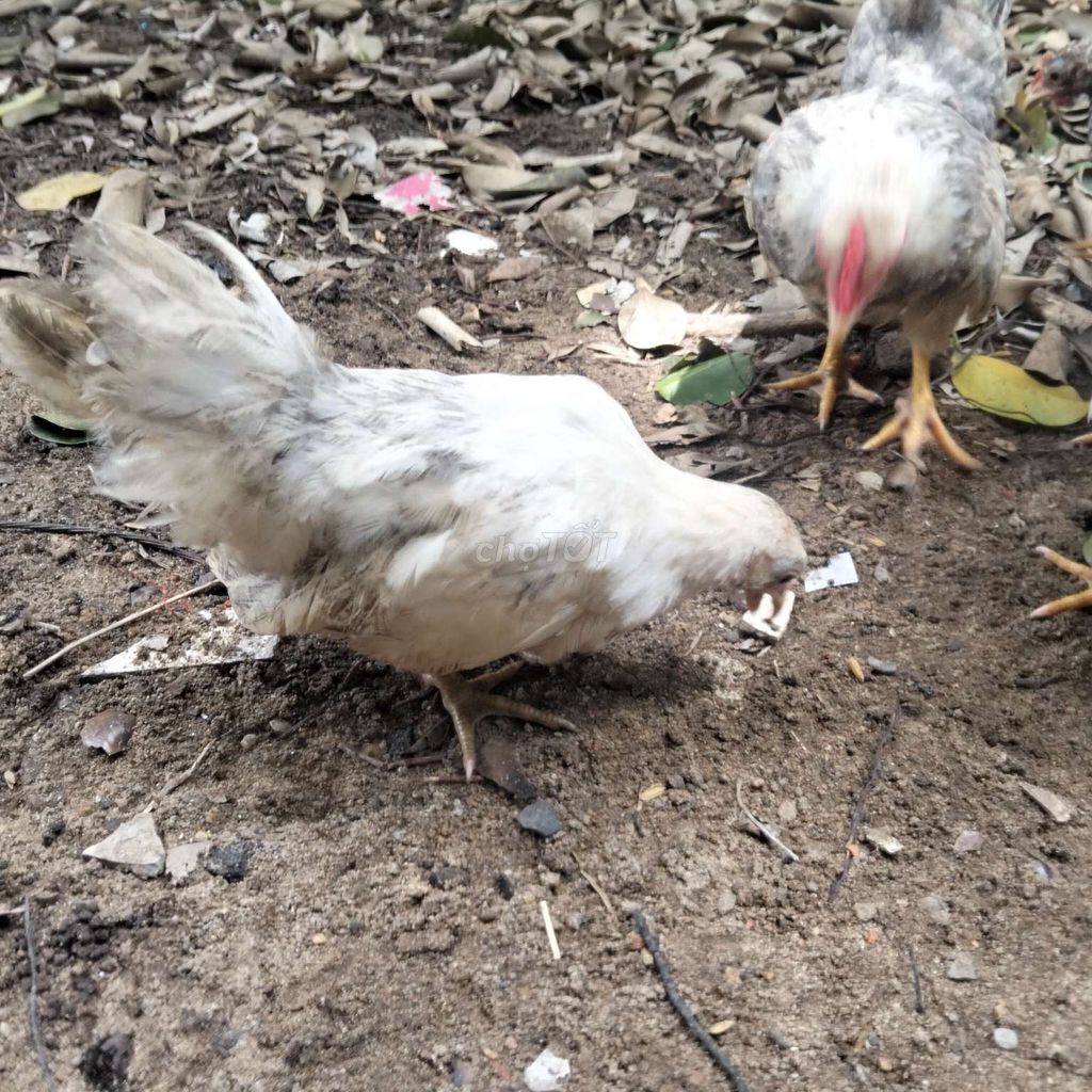 Gà trống Thái Trắng Đực 3 tháng. Mua bán Gà tại Huyện Châu Thành Tiền Giang được đăng bởi chăm sóc sức khỏe  hình 1