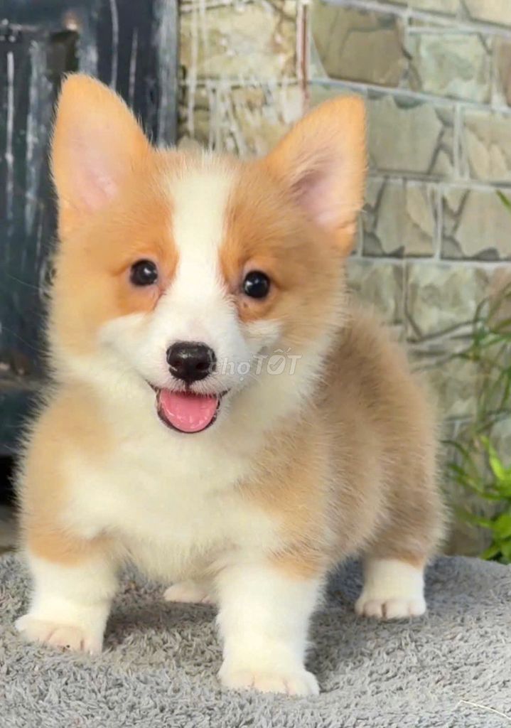 Chó Corgi vàng trắng dưới 3 tháng. Mua bán Chó tại Thành phố Tân An Long An được đăng bởi Phương Tuấn hình 1