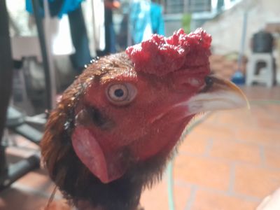 Gà đòn râu tía ta tơ zin 3kg5 xổ 2 dạt. Mua bán Gà tại Quận Phú Nhuận Tp Hồ Chí Minh được đăng bởi An 