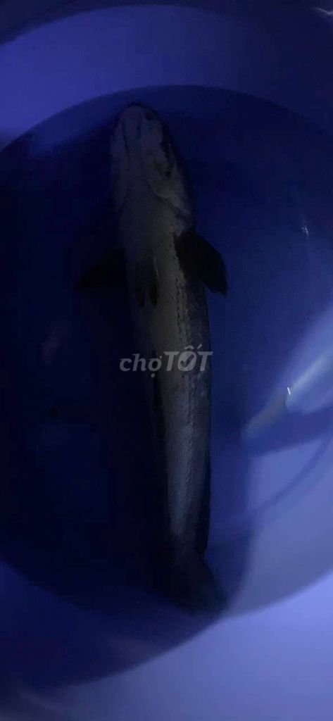 Cá lóc đồng 5-6 con. Mua bán Đồ ăn, thực phẩm và các loại khác tại Huyện Bình Tân Vĩnh Long được đăng bởi Cẩm Nhung hình 1