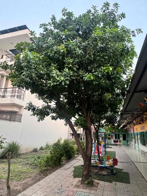 CÂY LỘC VỪNG - THUẬN AN, BÌNH DƯƠNG. Mua bán Cây cảnh, đồ trang trí tại Thành phố Thuận An Bình Dương được đăng bởi ĐIỆU colorful Style