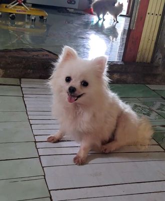 Chó Phốc sóc cái trắng mini, 2kg, trưởng thành. Mua bán Chó tại Thành phố Cà Mau Cà Mau được đăng bởi Nguyễn thúy