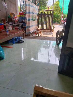 Chó Nhật lai Poodle cái 8 tháng