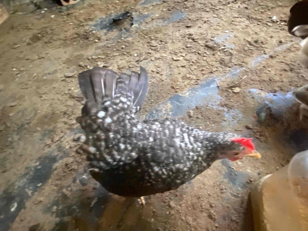 Gà tre Cú tí hon đen trắng. Mua bán Gà tại Thành phố Cà Mau Cà Mau được đăng bởi Trần Anh Hiếu hình 1