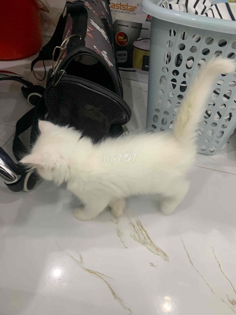Mèo Anh lông ngắn trắng 2 tháng. Mua bán Mèo tại Quận Hà Đông Hà Nội được đăng bởi Minh Đức hình 1