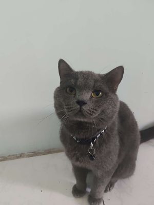 Nhận phối giống mèo anh lông ngắn. Mua bán Phụ kiện, Thức ăn, Dịch vụ tại Quận Bình Tân Tp Hồ Chí Minh được đăng bởi Nguyễn Thị Quyên 