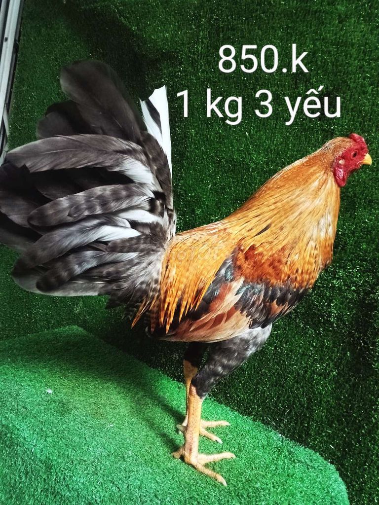 1 kg 3 yểu gà zin tay tốt