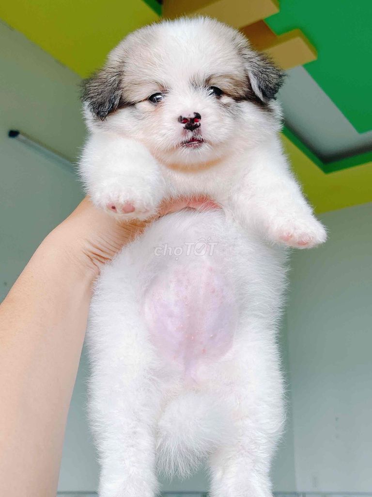Chó Phốc Sóc lai Corgi Cái, Đực. Mua bán Chó tại Thành phố Vĩnh Long Vĩnh Long được đăng bởi Bình hình 1