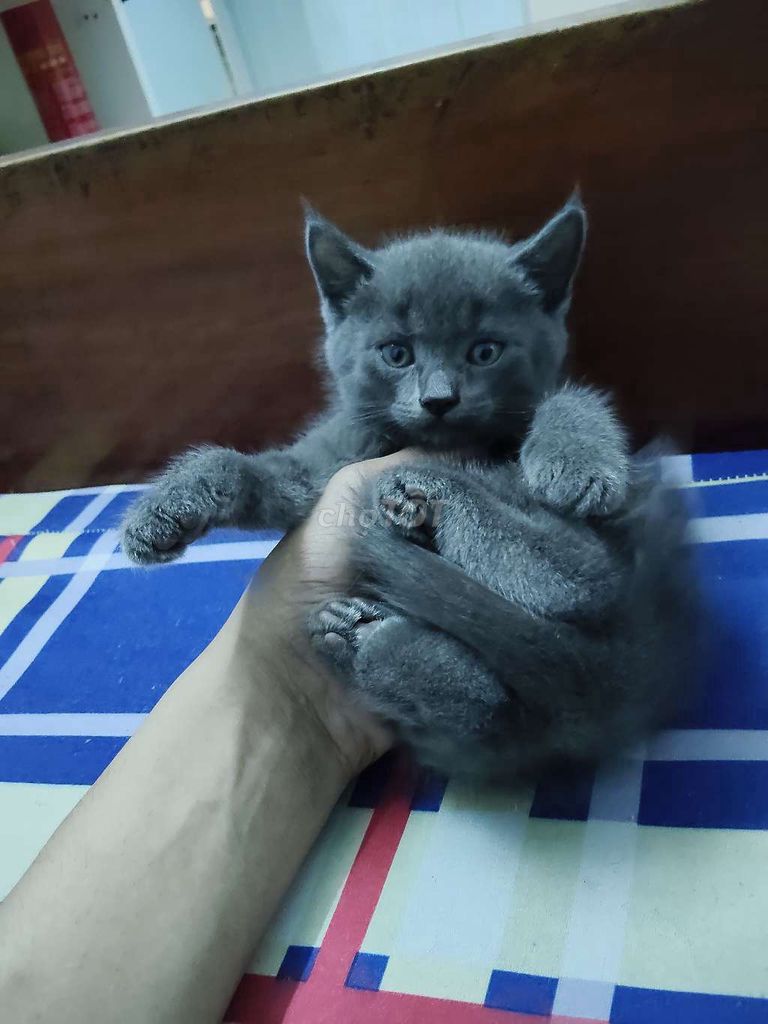 Mèo Anh lông ngắn bicolor . Mua bán Mèo tại Thành phố Nha Trang Khánh Hòa được đăng bởi Đặng ngoc thiên phước hình 1