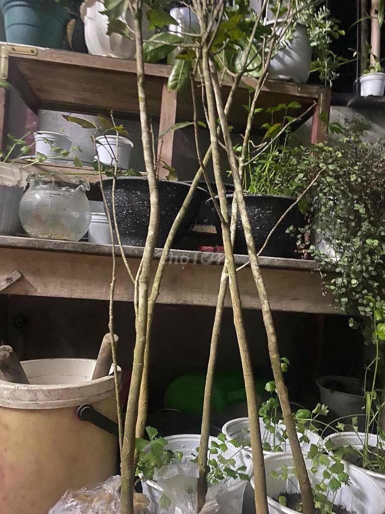 Cây cảnh Mai xanh Quảng Nam. Mua bán Cây cảnh, đồ trang trí tại Quận Ngũ Hành Sơn Đà Nẵng được đăng bởi thảo hình 1