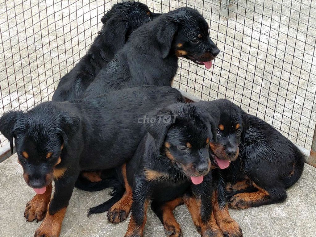 Chó To Con.Rottweiler. Mua bán Chó tại Thành phố Biên Hòa Đồng Nai được đăng bởi Nhân Rottweiler  hình 2