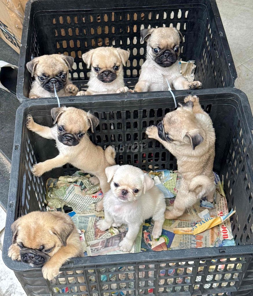 pug mặt xệ thuần chủng hiếm đẹp. Mua bán Chó tại Quận Cẩm Lệ Đà Nẵng được đăng bởi Anh Pet Shop hình 1