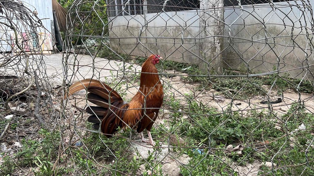 Gà khét sil mỹ 1000g. Mua bán Gà tại Huyện Long Phú Sóc Trăng được đăng bởi Farm Gà đá ST  hình 1