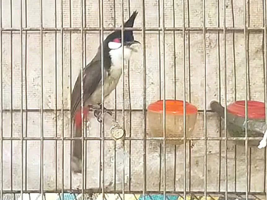 Chim chào mào bây đấu gốc Huế lưng tôm, gáy ngựa. Mua bán Chim tại Thành phố Thủ Đức Tp Hồ Chí Minh được đăng bởi  Thanh Chào Mào hình 1