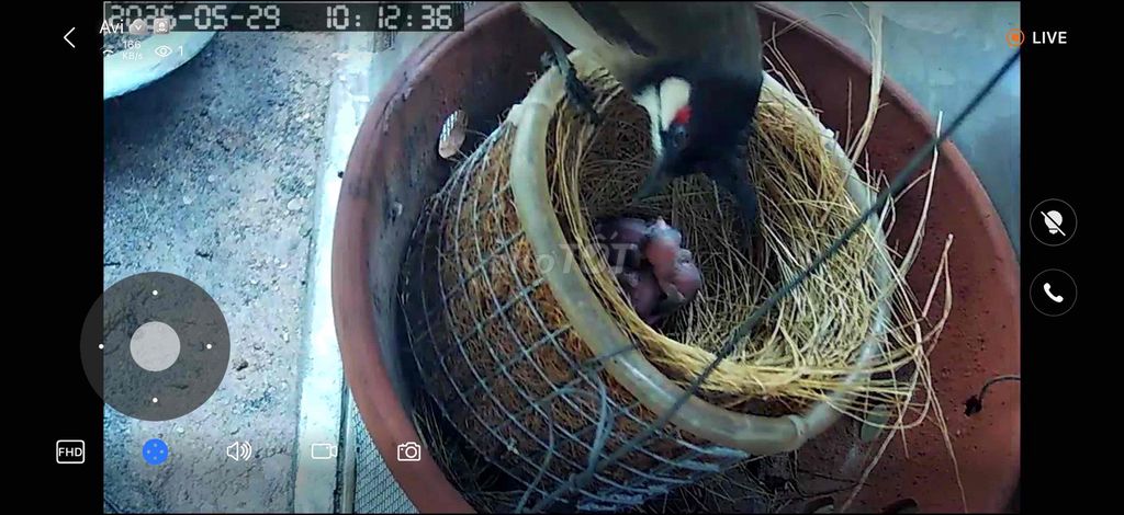 Chim chào mào non 3 bé. Mua bán Chim tại Huyện Trảng Bom Đồng Nai được đăng bởi Cu Tủn hình 1