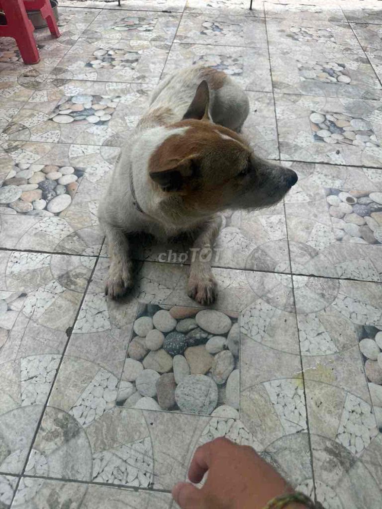 cần tìm mua Chó cỏ lớn giữ nhà. Mua bán Chó tại Thành phố Dĩ An Bình Dương được đăng bởi phạm hùng  hình 1