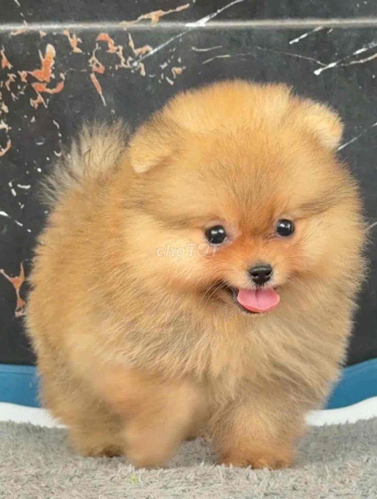 Chó Phốc Sóc nhỏ. Mua bán Chó tại Huyện Bình Chánh Tp Hồ Chí Minh được đăng bởi mini pet house sài gòn hình 1