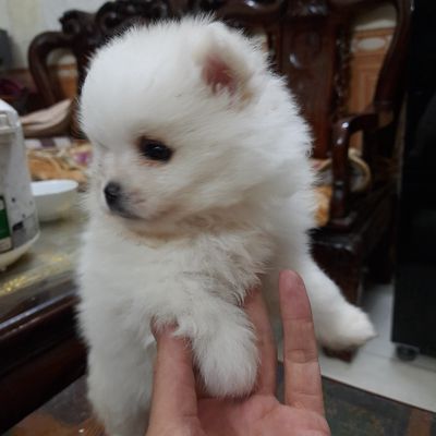 Chó Phốc Sóc Thuần Chủng nhỏ