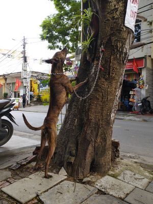 Chó Phú Quốc vện hổ, dáng chuẩn kiếm sắc nét, đực