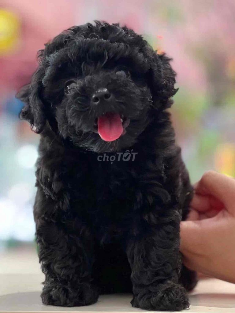 Chó Poodle Đen Lông xoăn. Mua bán Chó tại Thành phố Mỹ Tho Tiền Giang được đăng bởi bm hình 1