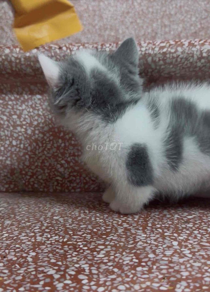 mèo chân lùn tịt anh lông ngắn. Mua bán Mèo tại Quận Hai Bà Trưng Hà Nội được đăng bởi Dũng hồ hình 1