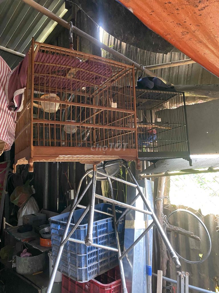 Lồng chim tre Nâu đã sử dụng quét màu đẹp. Mua bán Phụ kiện, Thức ăn, Dịch vụ tại Thị xã Tân Uyên Bình Dương được đăng bởi nhớ hình 1