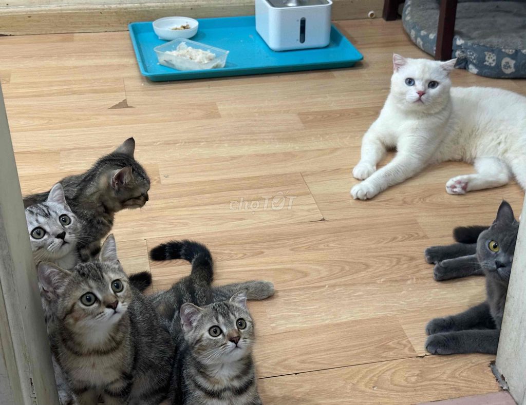 Mèo con Tabby vằn xám. Mua bán Mèo tại Quận Hoàng Mai Hà Nội được đăng bởi Vân Anh hình 1