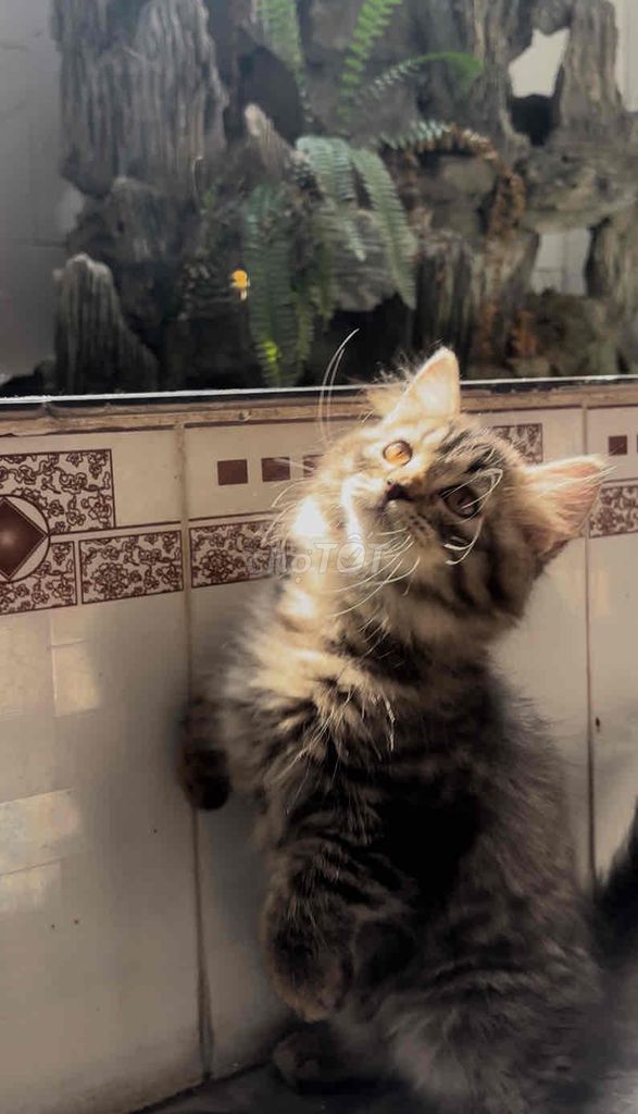 Mèo ALD xinh xắn, khoẻ khoắn. Mua bán Mèo tại Huyện Hóc Môn Tp Hồ Chí Minh được đăng bởi SOLY HOME hình 1