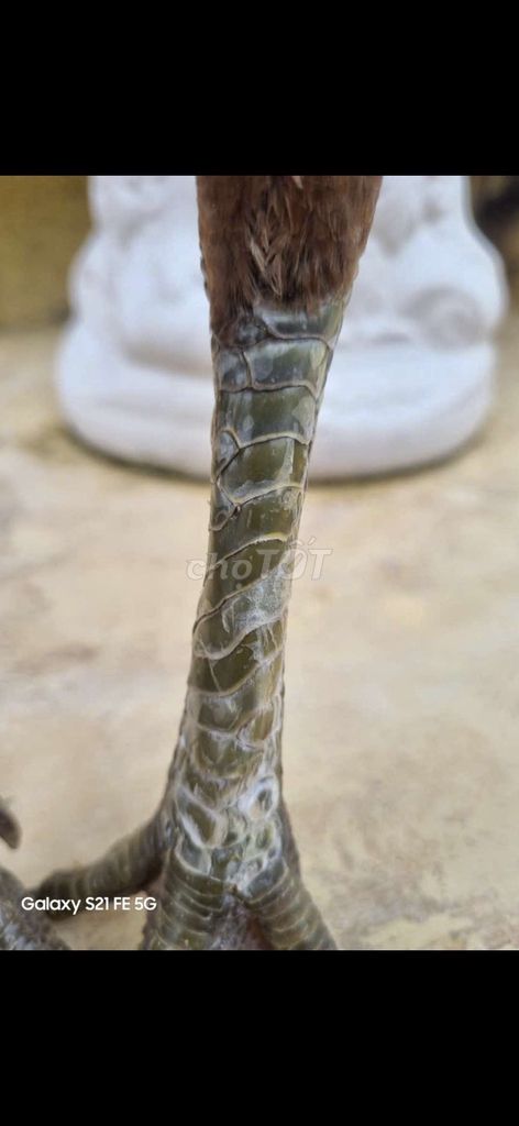 Mái vấn sáo 2k6. Mua bán Gà tại Thành phố Tân An Long An được đăng bởi Nguyễn Khánh  hình 1