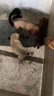 Chó con nhiều màu mập mạp dễ chăm