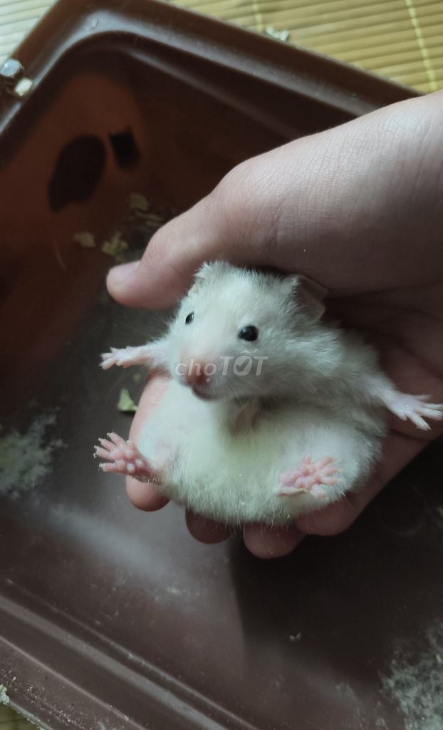 Chuột Hamster bear ww nhiều màu. Mua bán Thú cưng khác tại Quận Đống Đa Hà Nội được đăng bởi Vũ hồng hình 1