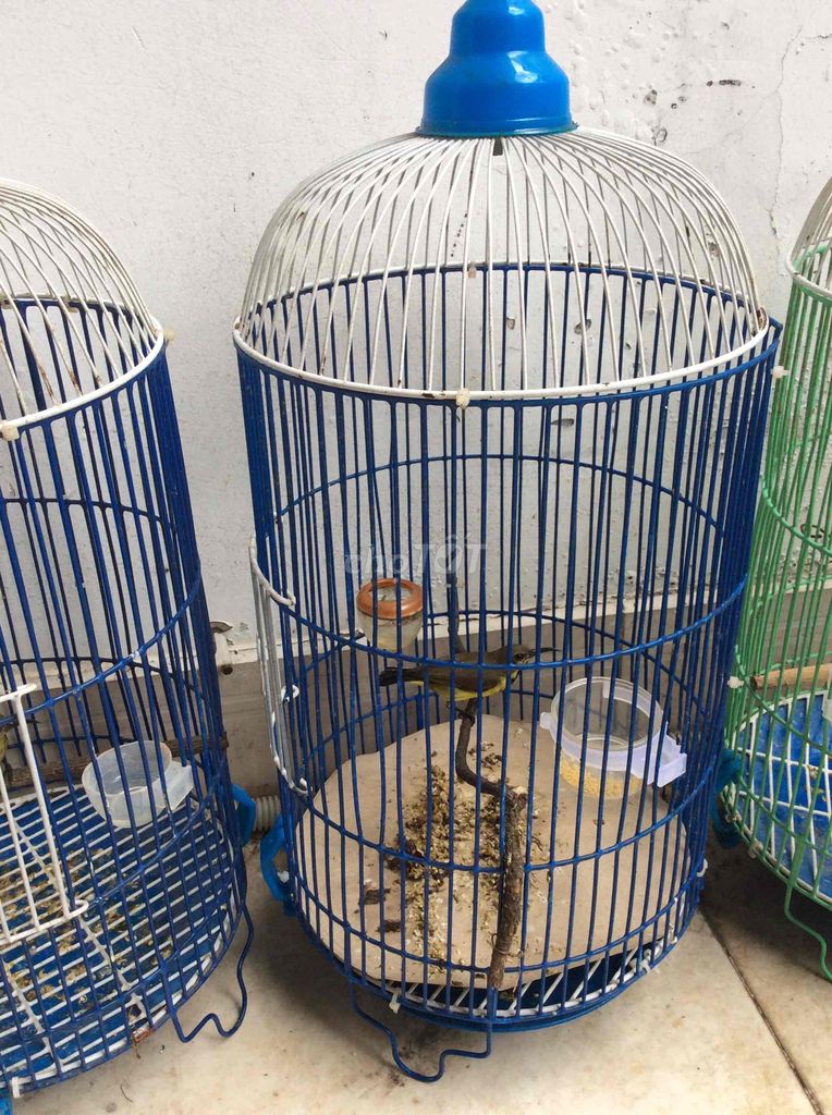 5 màu cám hạt