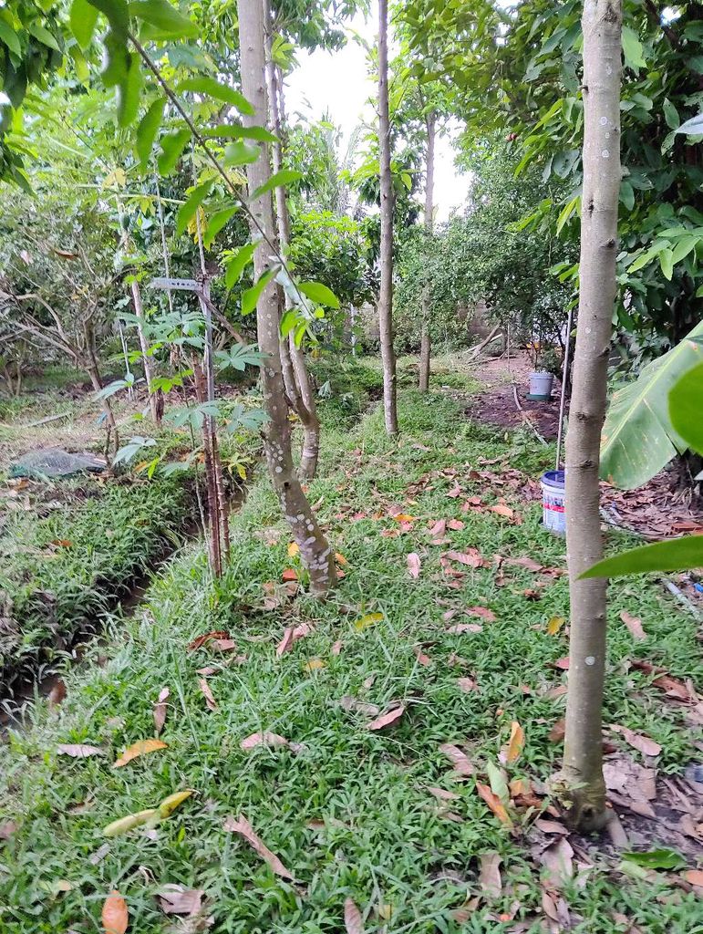 Trả đất để lại vườn cây ngọc lan. Mua bán Cây cảnh, đồ trang trí tại Huyện Củ Chi Tp Hồ Chí Minh được đăng bởi dinh vuong hoang hình 1