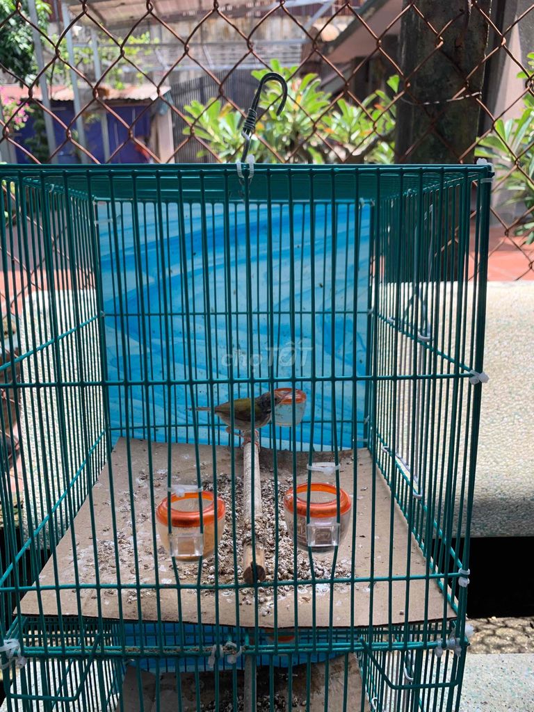 Chim sâu xanh hót nhiều. Mua bán Chim tại Quận Bình Tân Tp Hồ Chí Minh được đăng bởi Tấn Lực hình 2