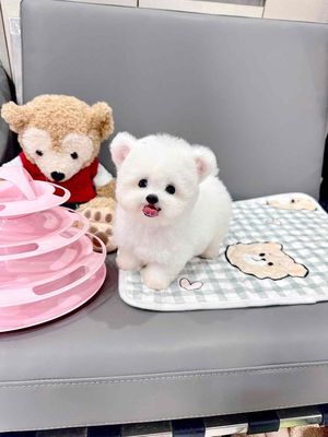 Chó Bichon Frisé Thuần chủng Nhập nước ngoài. Mua bán Chó tại Quận 1 Tp Hồ Chí Minh được đăng bởi Như Ý