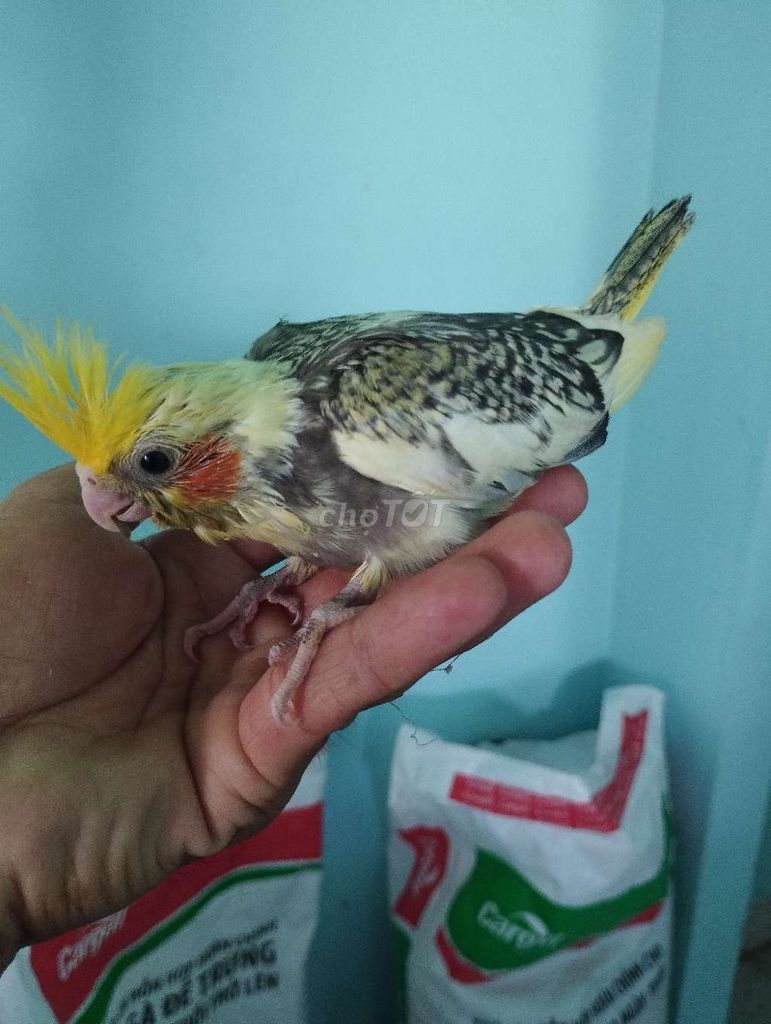Vẹt cocktail. Mua bán Chim tại Huyện Hóc Môn Tp Hồ Chí Minh được đăng bởi trantu hình 1