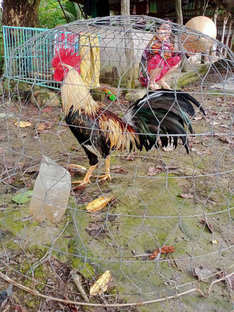 3k1 trạng 3k2. Mua bán Gà tại Huyện Long Mỹ Hậu Giang được đăng bởi chuyen nòi mỹ hatch vs kelso  hình 1