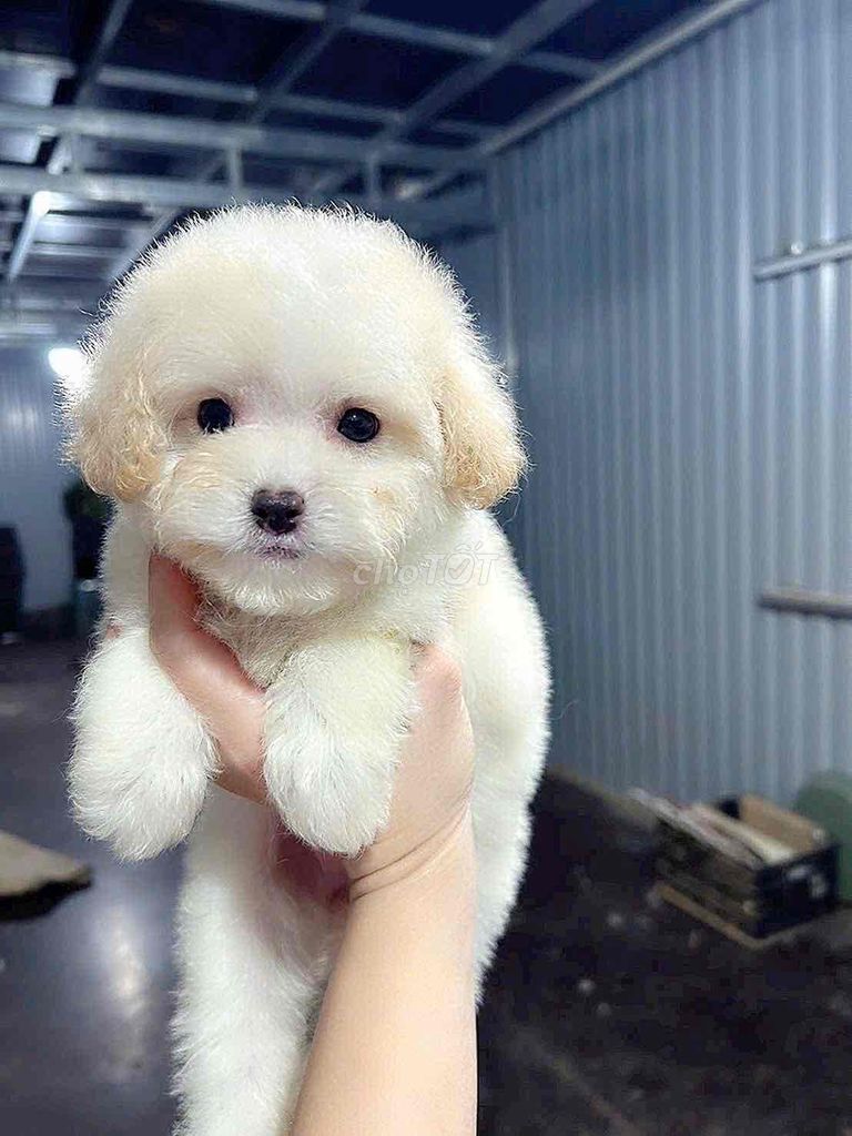 Chó Poodle nhỏ nâu đỏ chó con. Mua bán Chó tại Quận Bình Tân Tp Hồ Chí Minh được đăng bởi Nguyễn Đăng An hình 6