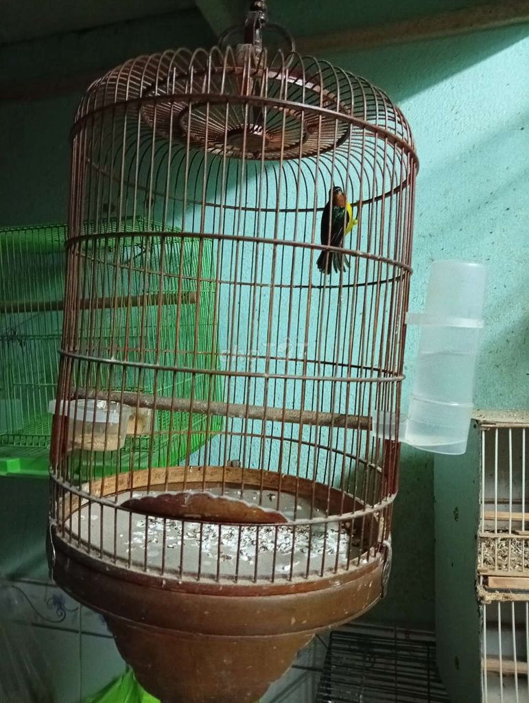 Chim cảnh Xanh tím Khỏe mạnh. Mua bán Chim tại Quận Tân Phú Tp Hồ Chí Minh được đăng bởi Tiger hình 1