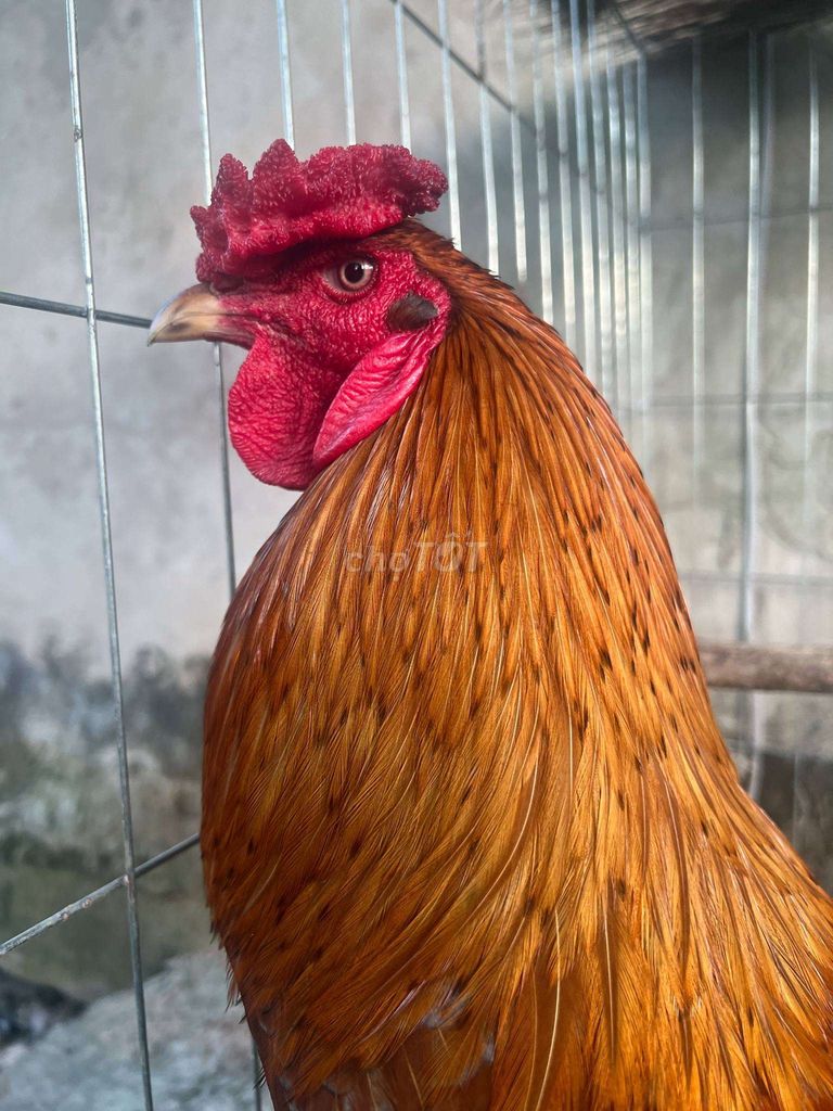 Khét đuôi lao 3kg rin bán gl nòi tơ bù mình