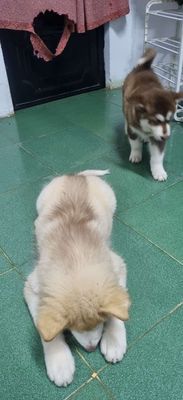 Chó Alaska 3 tháng đã tiêm 2 mũi
