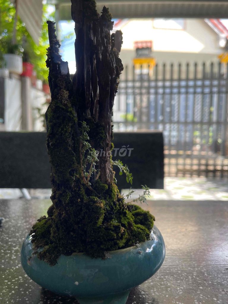 Tiểu cảnh Lũa khô rêu Nâu xanh. Mua bán Cây cảnh, đồ trang trí tại Huyện Xuyên Mộc Bà Rịa - Vũng Tàu được đăng bởi Nguyễn Duy hình 1