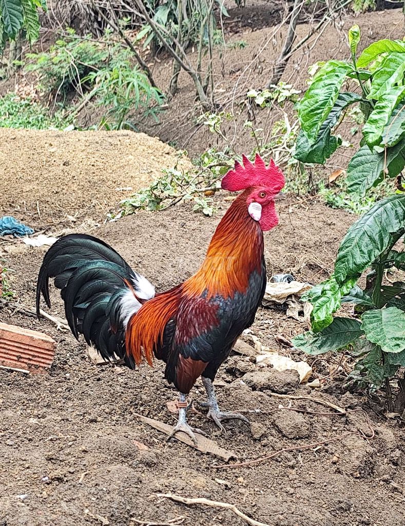 Gà trống Đỏ, vàng,. Mua bán Gà tại Huyện Krông Pắc Đắk Lắk được đăng bởi Pen si hình 1
