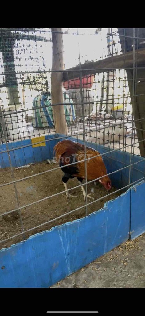 Gà chọi Cuban Cúp 8 tháng Nâu đỏ. Mua bán Gà tại Thị xã Ngã Năm Sóc Trăng được đăng bởi Vũ phàm hình 1